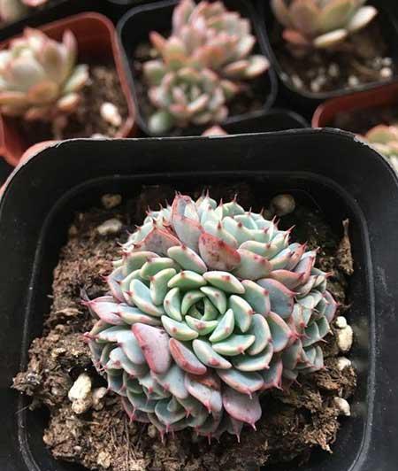 水养绿植怎么养