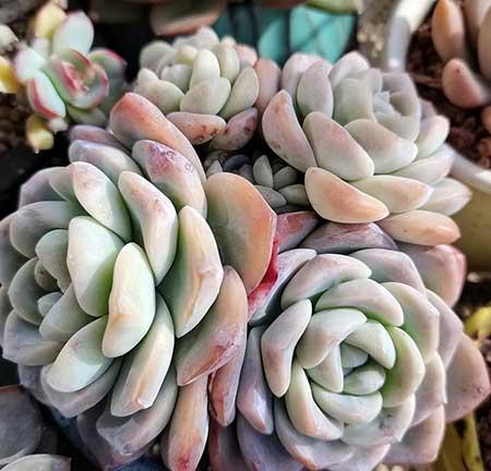 水养绿植怎么养