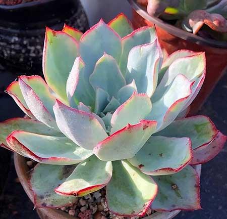 水养绿植怎么养