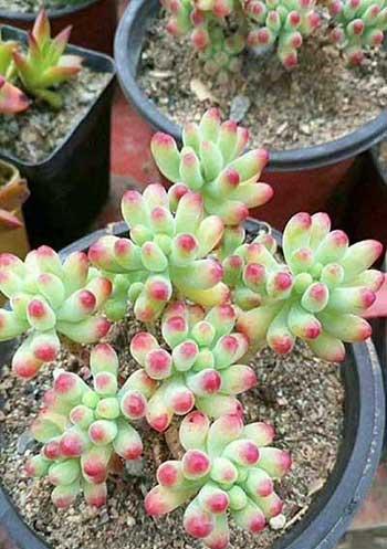 水养绿植怎么养