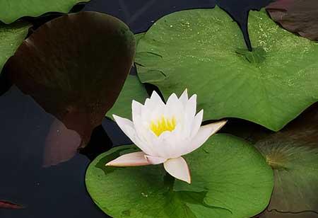 水瓶养的植物