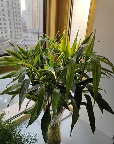 水瓶养的植物