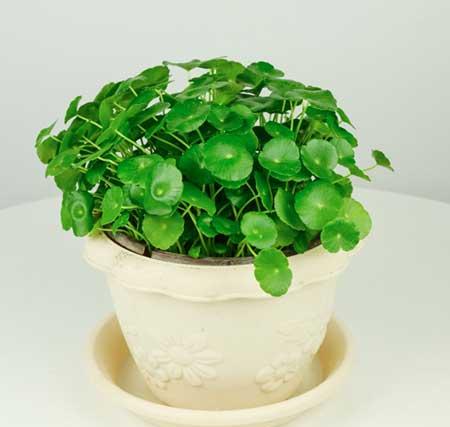 水瓶养的植物