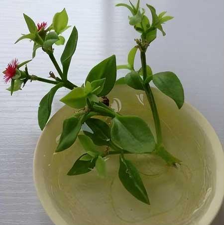 水里养的绿植