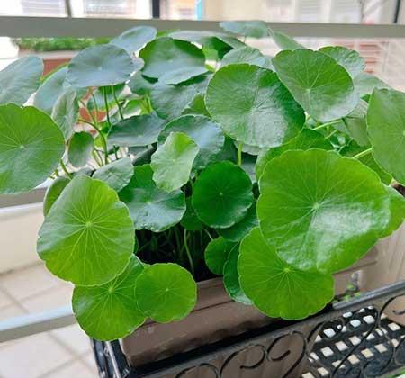 水里养的绿植