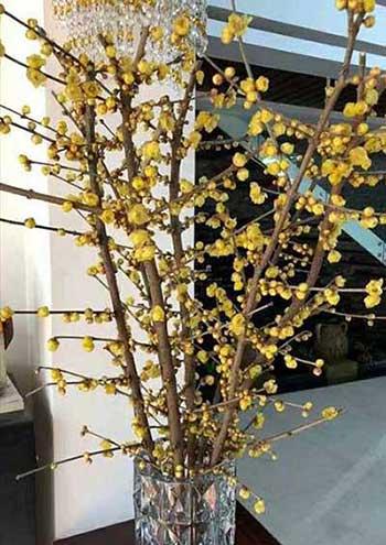 水里能养的花草有什么