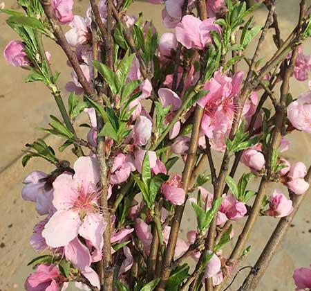 水里能养的花草有什么