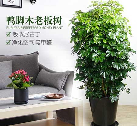 属性养什么花