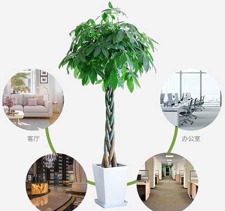 属性养什么花