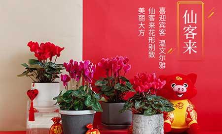 属性养什么花
