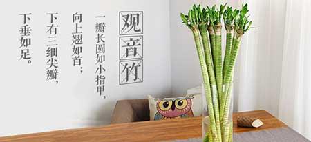 属性养什么花