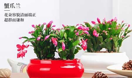 属性养什么花
