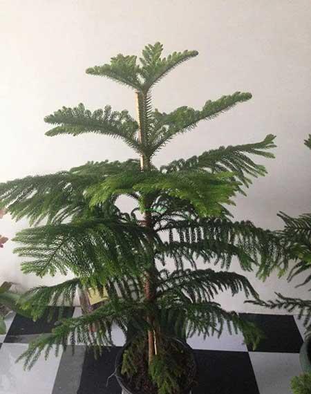 室内养殖的大型绿植