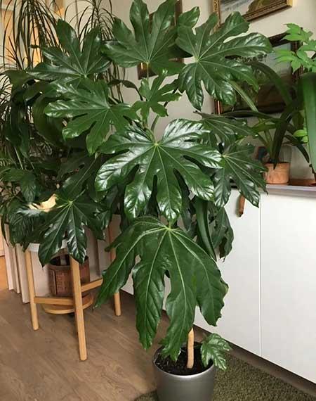 室内养殖的大型绿植