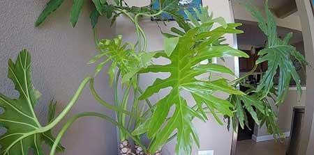 室内养殖的大型绿植