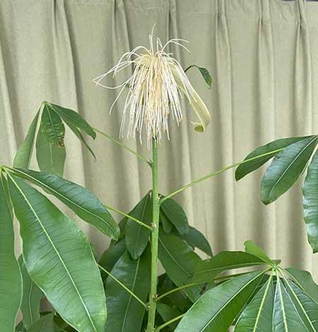 室内养什么植物对眼睛好