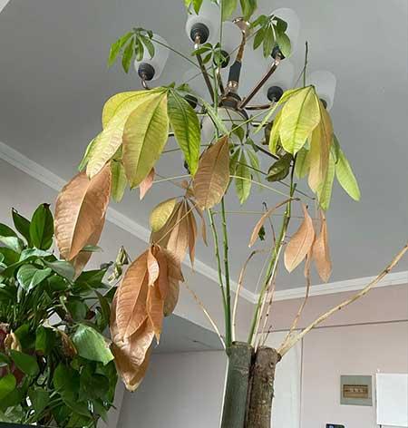 室内养什么植物对眼睛好