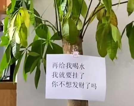 室内养什么植物对眼睛好