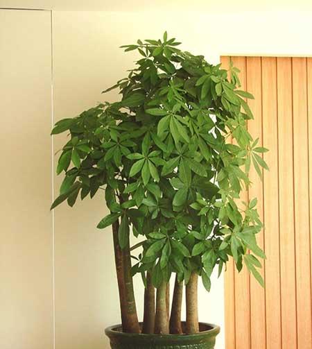 室内养什么植物对眼睛好