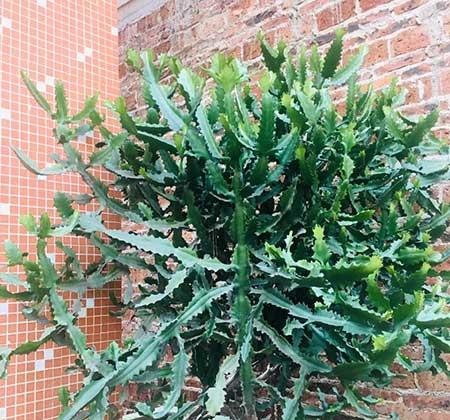 室内养什么植物对眼睛好