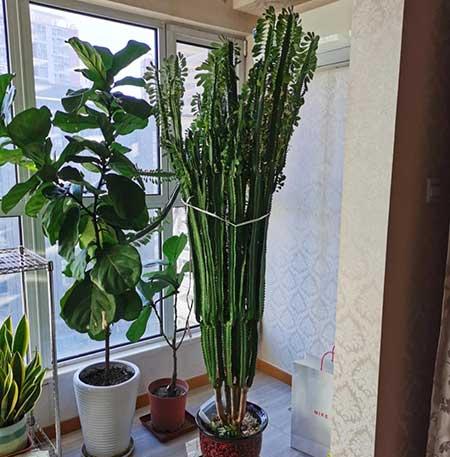 室内养什么植物对眼睛好