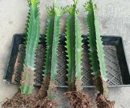 室内养什么植物对眼睛好