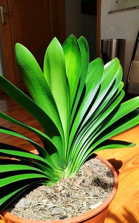 室内养什么植物对眼睛好