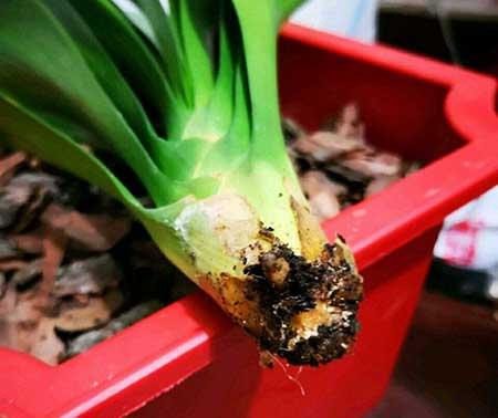 室内养什么植物对眼睛好