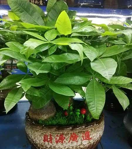 室内养什么植物对眼睛好