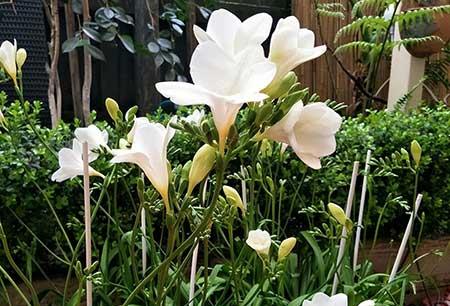 室内养什么花比较香
