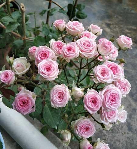 适合在阳台养的花