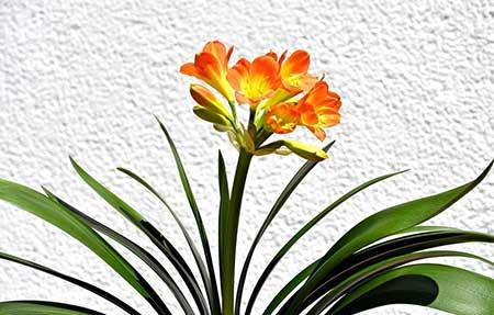 室内绿植养什么