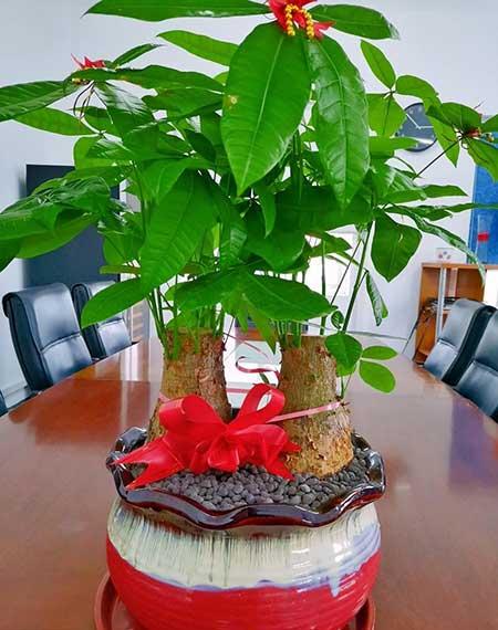 室内绿植养什么