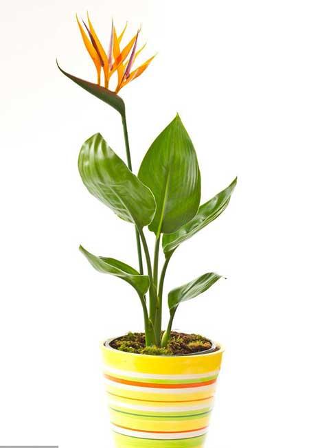 室内绿植养什么