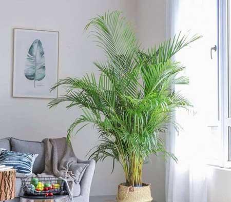 室内绿植养什么
