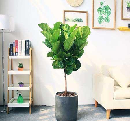 室内绿植养什么
