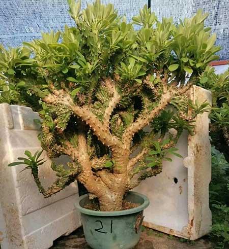 室内大型绿植好养