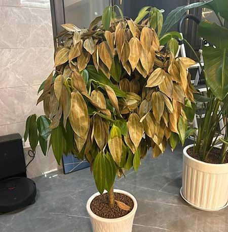 室内大型绿植好养