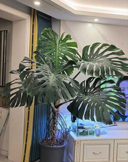 室内大型绿植好养