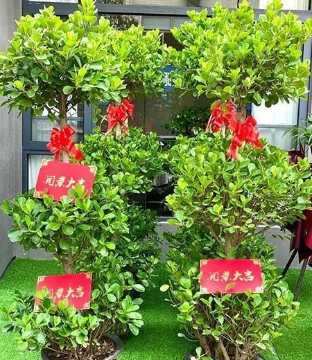 室内大型绿植好养