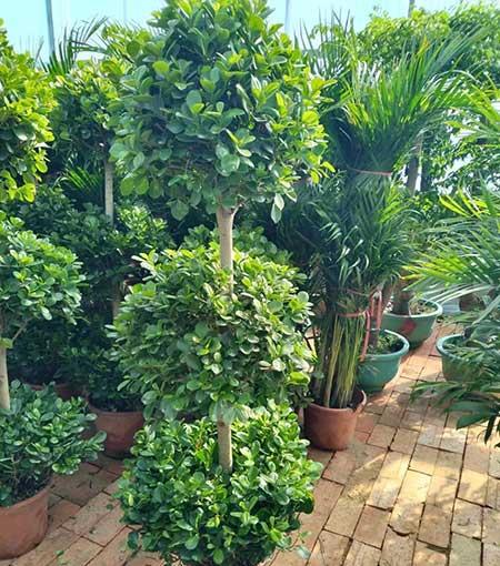 室内大型绿植好养