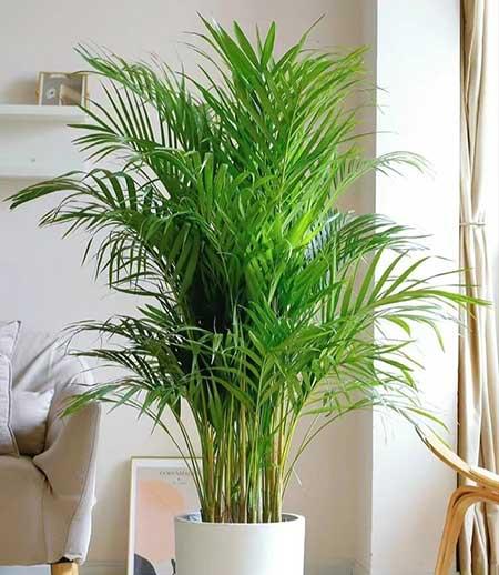 室内大型绿植好养