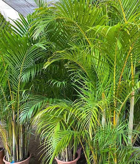 室内大型绿植好养
