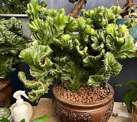 室内大型绿植好养