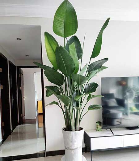 室内大型绿植好养