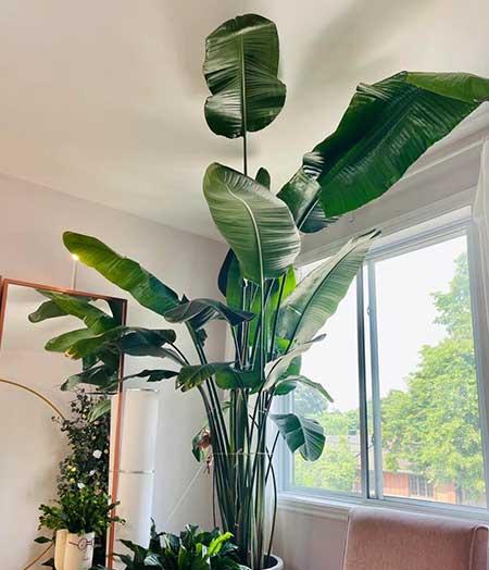 室内大型绿植好养