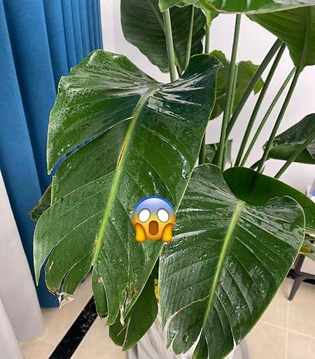 室内大型绿植好养
