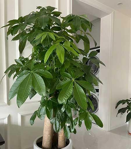 室内大型绿植好养