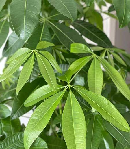 室内大型绿植好养