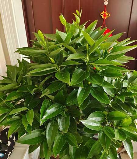 室内大型绿植好养